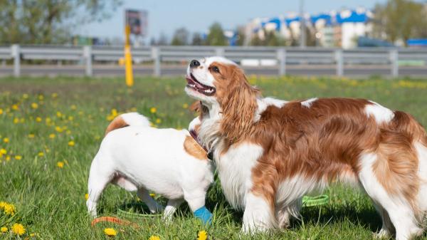 Barcelona invierte más de 3 millones de euros en renovar 12 áreas para perros: estos son los parques elegidos - La frontera entre un parque canino seguro y otro perjudicial está en estos detalles