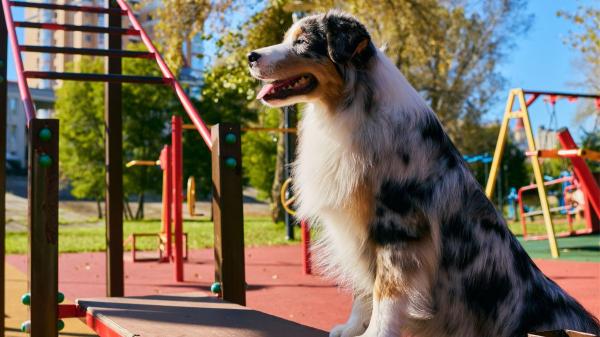Barcelona invierte más de 3 millones de euros en renovar 12 áreas para perros: estos son los parques elegidos - Nuevos pavimentos y puertas dobles de acceso para evitar que algunos perros se escapen