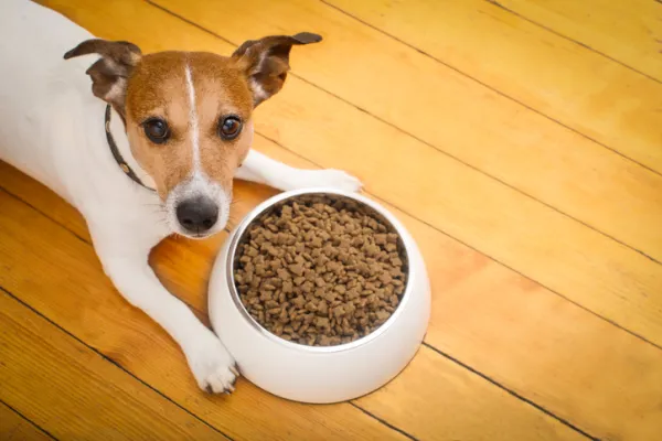 es normal que los perros se peleen por la comida