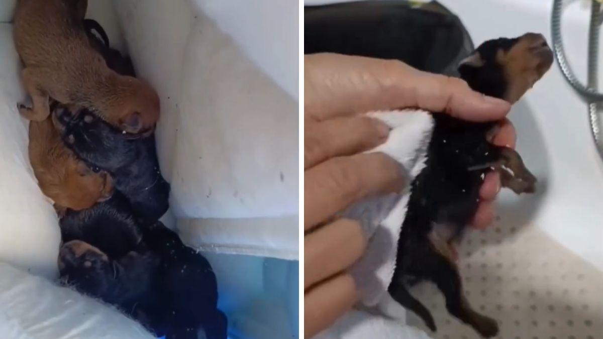 Abandonan a siete cachorros recién nacidos en un monte de Pontevedra y las rescatistas no dan crédito a lo que ven: “Se los estaban comiendo los bichos”