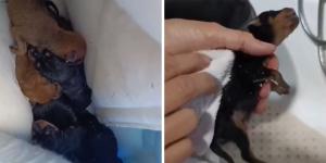 Abandonan a siete cachorros recién nacidos en un monte de Pontevedra y las rescatistas no dan crédito a lo que ven: “Se los estaban comiendo los bichos”