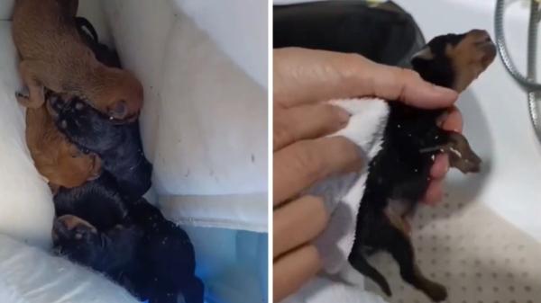 Abandonan a siete cachorros recién nacidos en un monte de Pontevedra y las rescatistas no dan crédito a lo que ven: “Se los estaban comiendo los bichos”