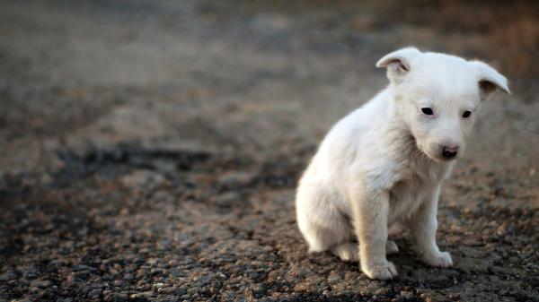 Abandonan a siete cachorros recién nacidos en un monte de Pontevedra y las rescatistas no dan crédito a lo que ven: “Se los estaban comiendo los bichos” - Abandonar a un animal puede acarrear multas de hasta 50.000 euros