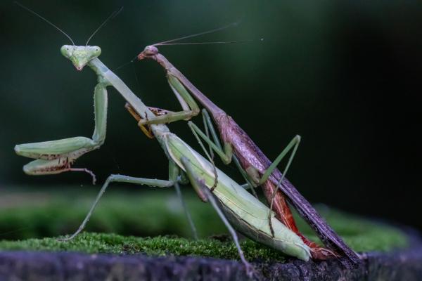 Mantis religiosa macho y hembra: diferencias y características - ¿Cómo diferenciar una mantis religiosa macho de una hembra?