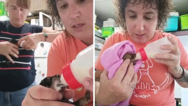 Abandonan a siete cachorros recién nacidos en un monte de Pontevedra y las rescatistas no dan crédito a lo que ven: “Se los estaban comiendo los bichos” - La protectora actuó de inmediato para intentar salvar a los cachorros