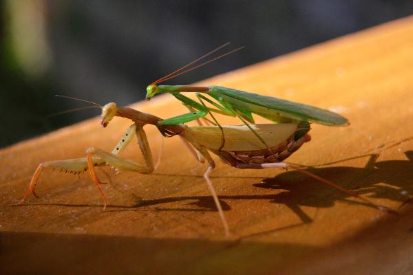 Mantis religiosa macho y hembra: diferencias y características