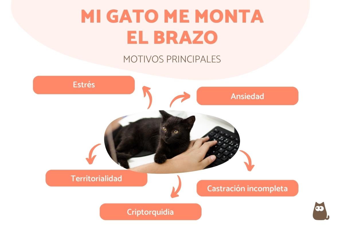 Mi gato me monta el brazo - Causas y qué hacer