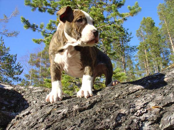 Nombres para perros american staffordshire terrier - Consejos extra al adoptar a un american staffordshire terrier