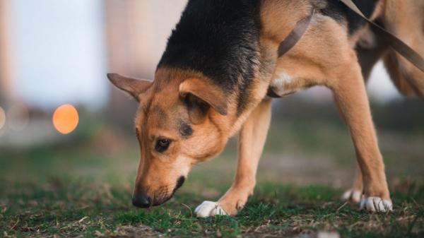 Isabel Jiménez, etóloga: “Cuando tu perro se para a oler una esquina no está perdiendo el tiempo, está leyendo el mundo” - Para un perro, oler es mucho más que detectar un olor