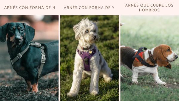 Soy etóloga canina y te explico cómo poner un arnés a un perro pequeño paso a paso: "La clave está en este detalle que casi nadie tiene en cuenta" - Primero, elige el arnés adecuado para tu perro pequeño: ''Los que cubren los hombros no son recomendables''