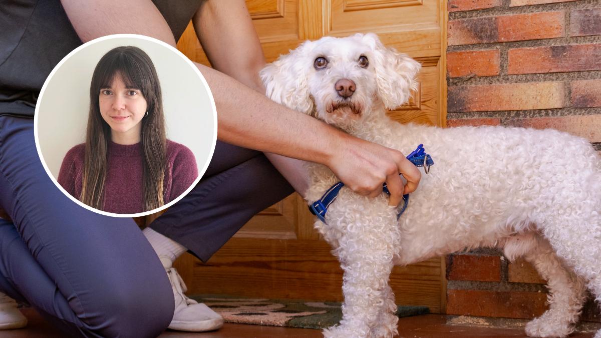 Soy etóloga canina y te explico cómo poner un arnés a un perro pequeño paso a paso: "La clave está en este detalle que casi nadie tiene en cuenta"