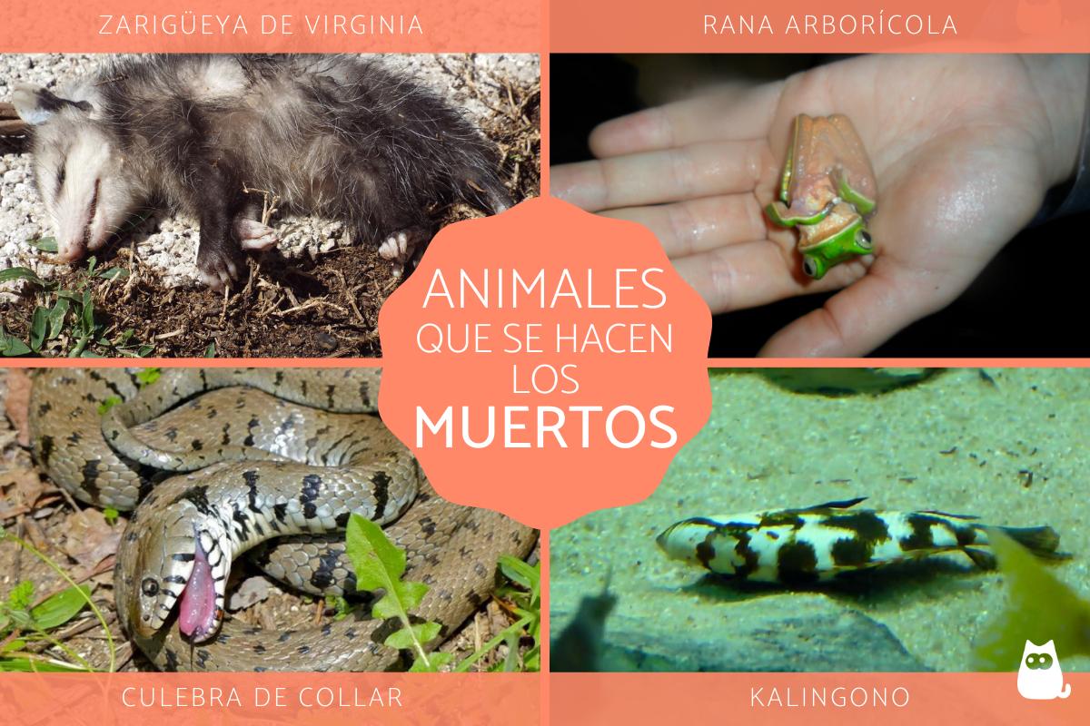 Animales que se hacen los muertos