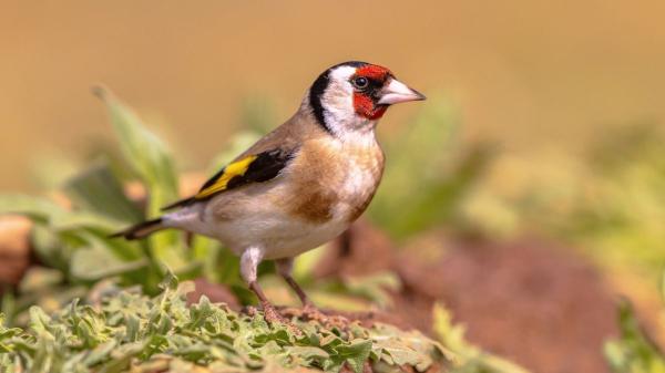 Jilguero europeo, el Ave del año: todo sobre su hábitat, alimentación y curiosidades sorprendentes - Cómo reconocer a un jilguero europeo: plumaje, canto y señales únicas