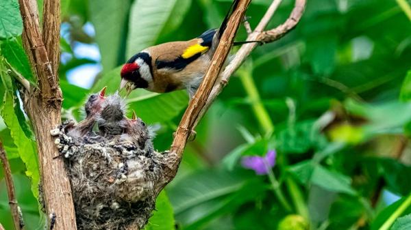 Jilguero europeo, el Ave del año: todo sobre su hábitat, alimentación y curiosidades sorprendentes - Cómo se reproduce el jilguero europeo: secretos de su nidada y crías