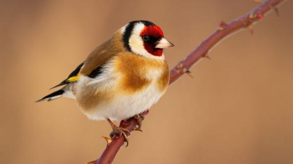 Jilguero europeo, el Ave del año: todo sobre su hábitat, alimentación y curiosidades sorprendentes - De dónde viene el jilguero europeo y a qué otros lugares se ha adaptado