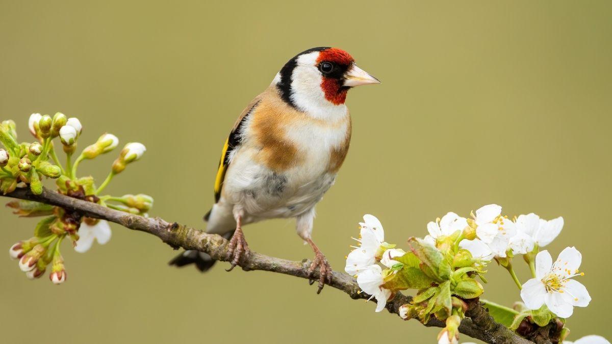 Jilguero europeo, el Ave del año: todo sobre su hábitat, alimentación y curiosidades sorprendentes
