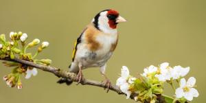 Jilguero europeo, el Ave del año: todo sobre su hábitat, alimentación y curiosidades sorprendentes