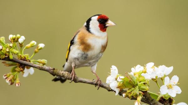 Jilguero europeo, el Ave del año: todo sobre su hábitat, alimentación y curiosidades sorprendentes