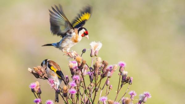 Jilguero europeo, el Ave del año: todo sobre su hábitat, alimentación y curiosidades sorprendentes - La alimentación del jilguero europeo: principalmente granívoro con alguna excepción