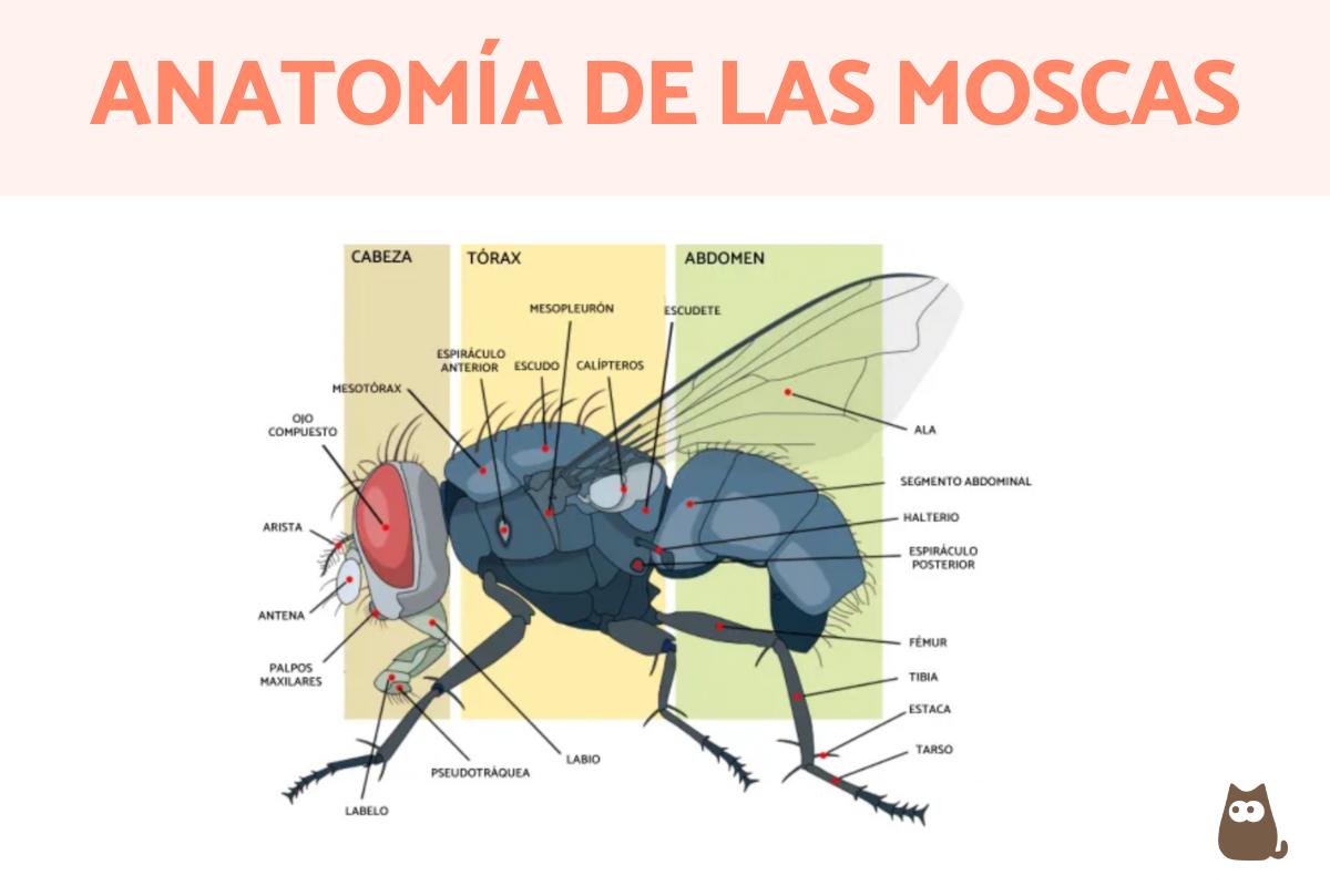 Partes de las moscas