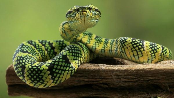 De los perros a los pulpos: 10 animales con habilidades que parecen superpoderes - Así cazan las serpientes incluso en total oscuridad: su superpoder térmico