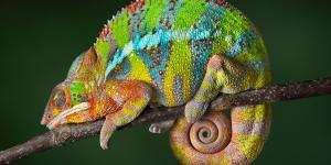 De los perros a los pulpos: 10 animales con habilidades que parecen superpoderes