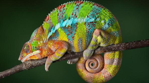 De los perros a los pulpos: 10 animales con habilidades que parecen superpoderes