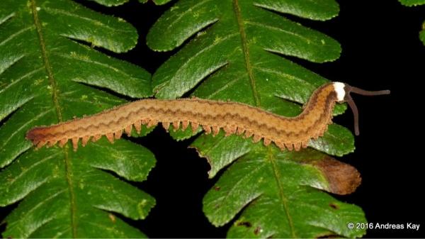 De los perros a los pulpos: 10 animales con habilidades que parecen superpoderes - Disparan “pegamento” para cazar: el extraño truco de los gusanos de terciopelo