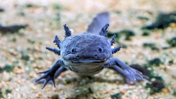 De los perros a los pulpos: 10 animales con habilidades que parecen superpoderes - El animal que puede regenerarlo todo: el increíble poder del ajolote