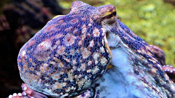 De los perros a los pulpos: 10 animales con habilidades que parecen superpoderes - El pulpo “invisible”: el maestro del camuflaje que engaña a cualquiera