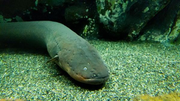 De los perros a los pulpos: 10 animales con habilidades que parecen superpoderes - Generan electricidad bajo el agua: el impactante poder de las anguilas eléctricas