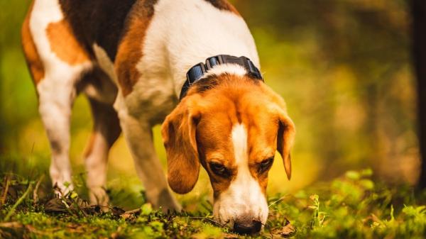 De los perros a los pulpos: 10 animales con habilidades que parecen superpoderes - Huelen hasta lo que parece imposible: el superpoder que hace únicos a los perros