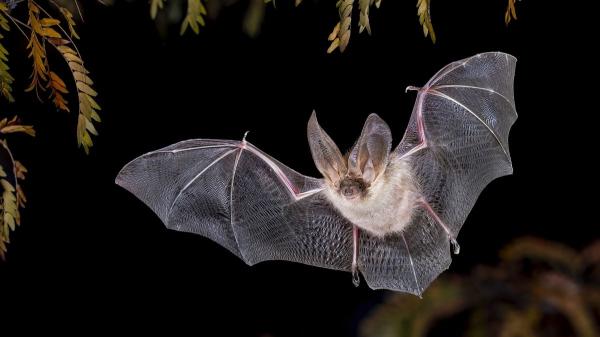 De los perros a los pulpos: 10 animales con habilidades que parecen superpoderes - Los murciélagos ven con el sonido gracias a su radar