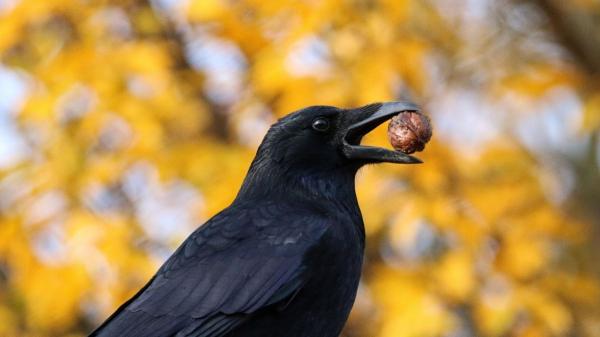 De los perros a los pulpos: 10 animales con habilidades que parecen superpoderes - Más inteligentes de lo que crees: el sorprendente cerebro de los cuervos
