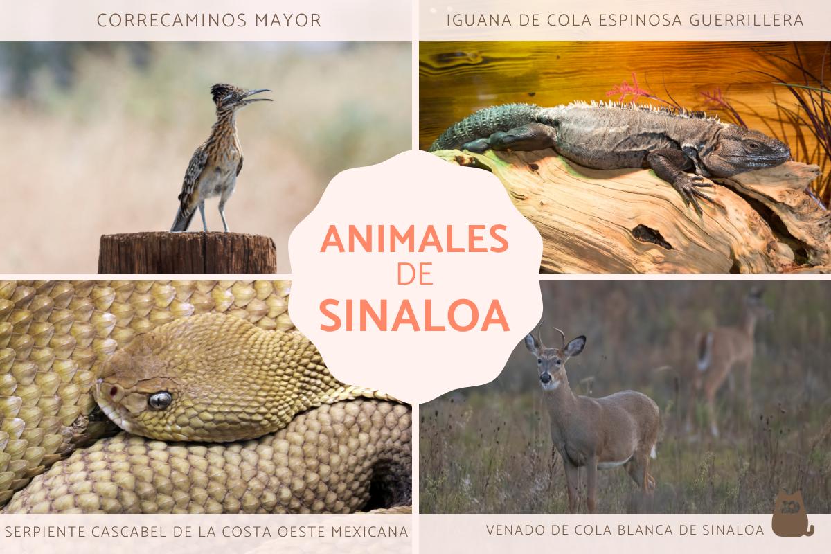 Animales de Sinaloa