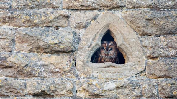 Si una lechuza aparece en tu casa, esto es lo que realmente está pasando según la ciencia - ¿Dan mala suerte las lechuzas? El origen del mito explicado