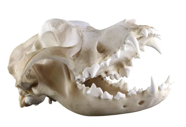 a que edad deja de salirle la dentición a un cachorro