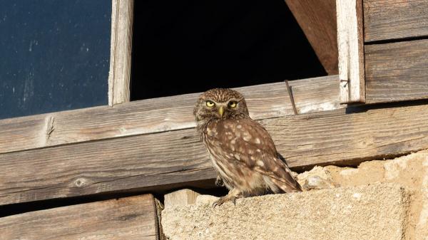 Si una lechuza aparece en tu casa, esto es lo que realmente está pasando según la ciencia - Las lechuzas llegan a tu casa porque buscan refugio y un lugar desde donde cazar