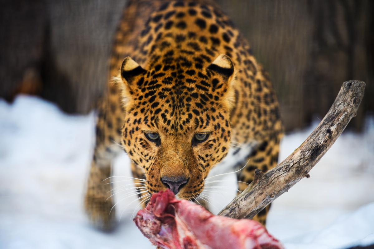¿Qué comen los leopardos?