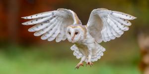 Si una lechuza aparece en tu casa, esto es lo que realmente está pasando según la ciencia