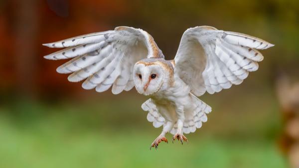 Si una lechuza aparece en tu casa, esto es lo que realmente está pasando según la ciencia