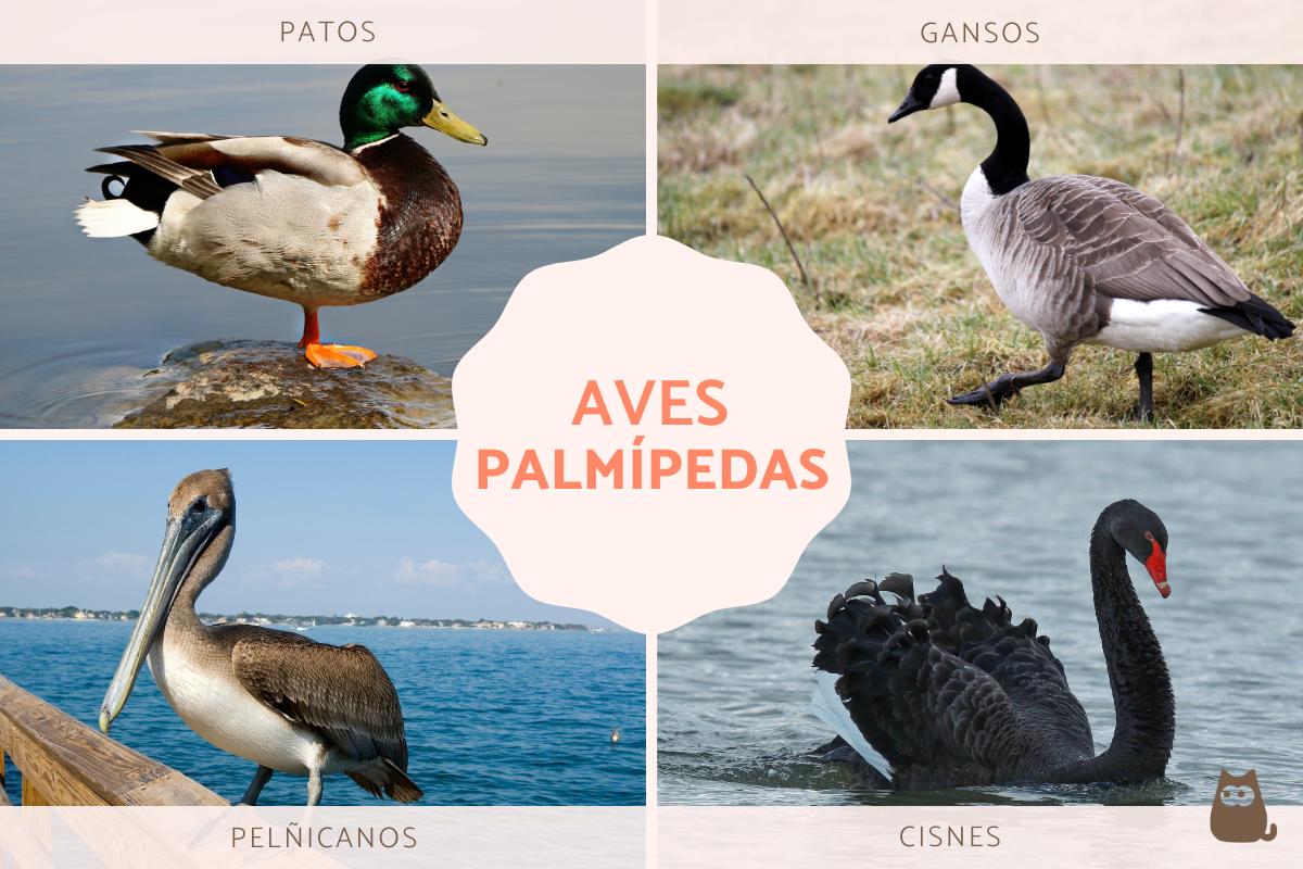 Aves palmípedas: ejemplos y características