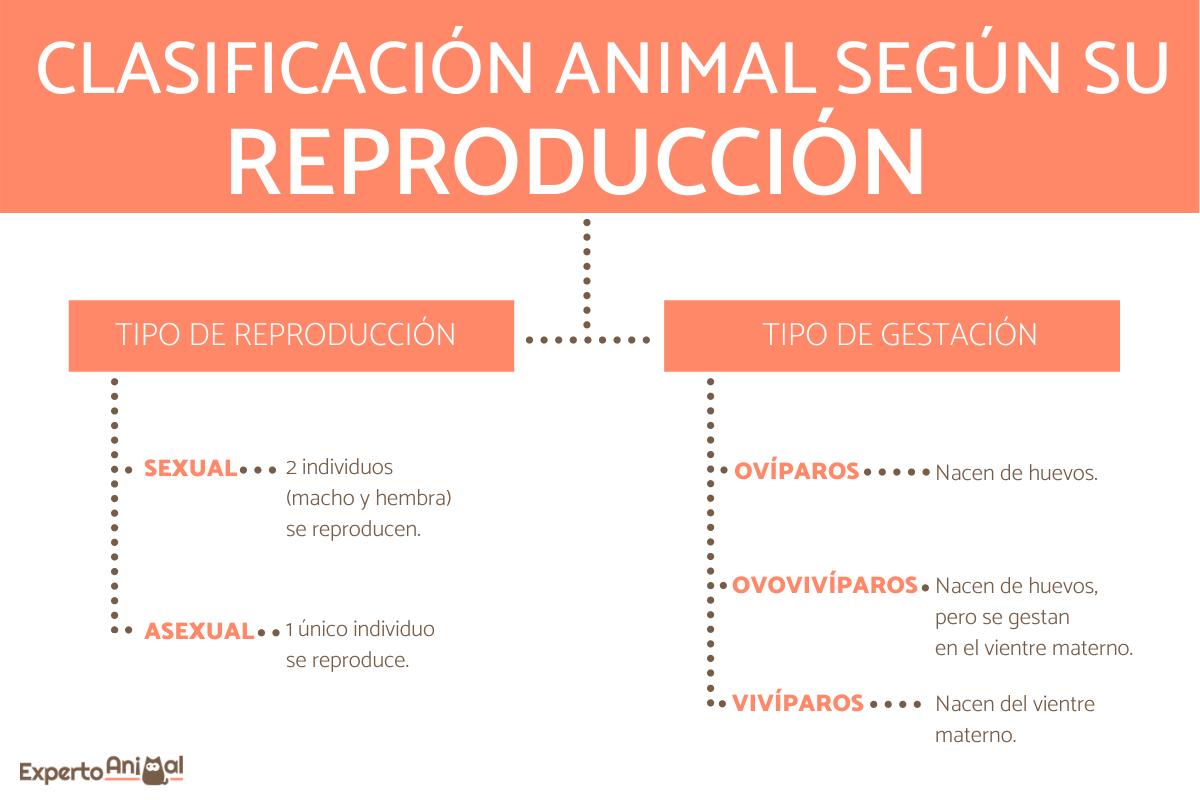 Clasificación de los animales según su reproducción