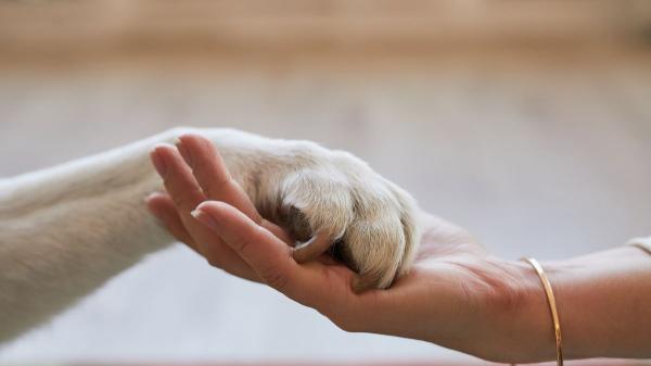 Separaciones con mascotas: la Justicia ya dicta cuotas alimentarias y regímenes de convivencia compartida - El nuevo marco legal de las mascotas en separaciones y divorcios