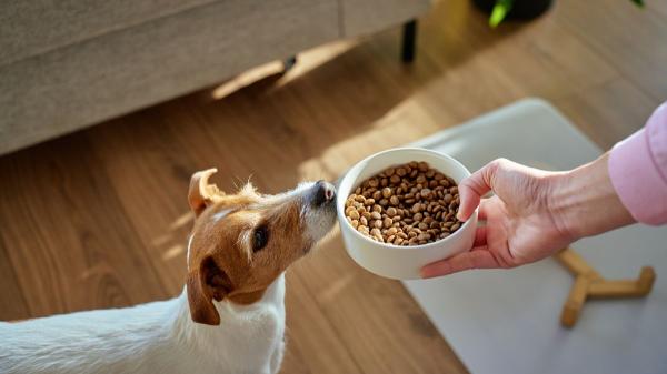 Separaciones con mascotas: la Justicia ya dicta cuotas alimentarias y regímenes de convivencia compartida - Las cuotas alimentarias para mascotas ya existen