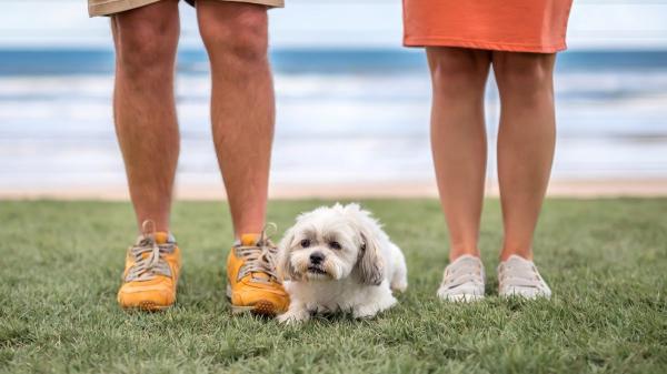 Separaciones con mascotas: la Justicia ya dicta cuotas alimentarias y regímenes de convivencia compartida - Qué recomiendan los expertos para evitar conflictos por las mascotas
