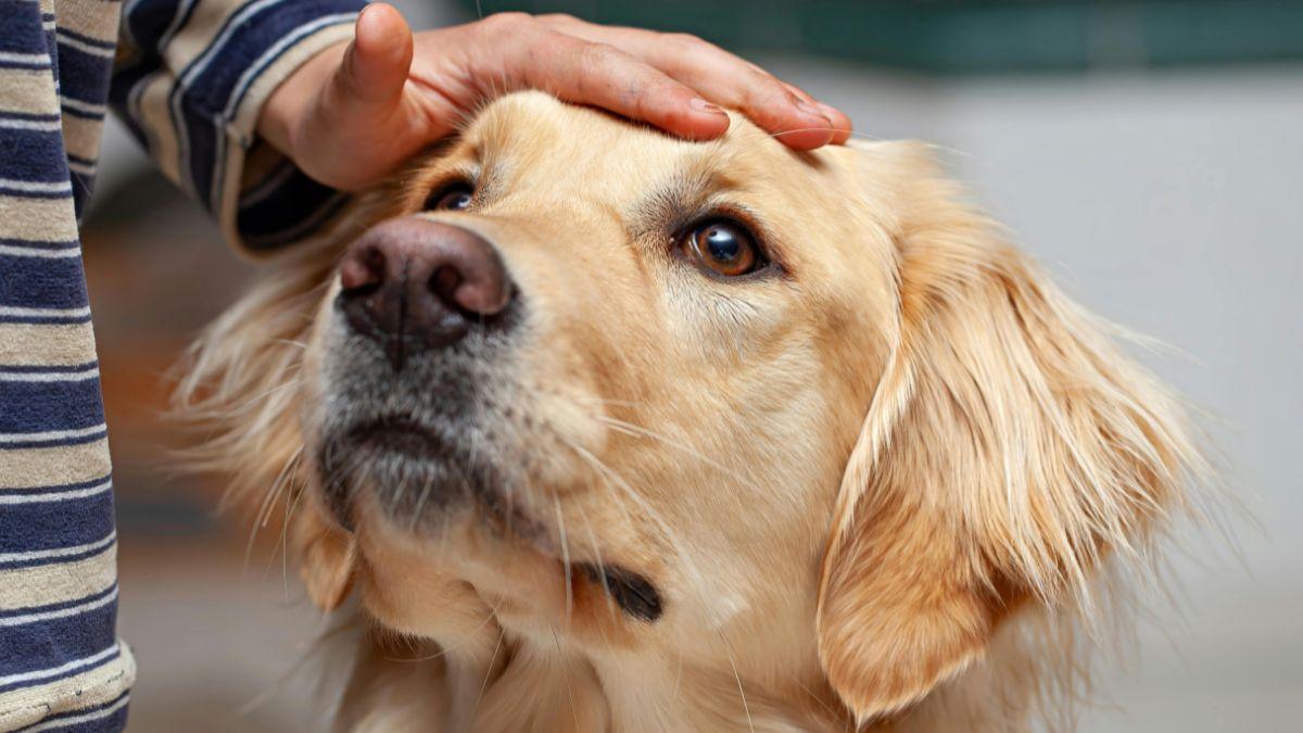 Separaciones con mascotas: la Justicia ya dicta cuotas alimentarias y regímenes de convivencia compartida