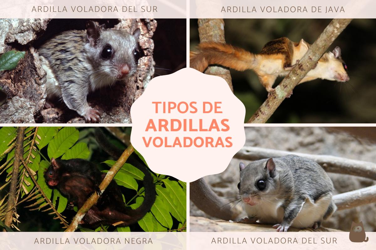 Ardillas voladoras: tipos con fotos