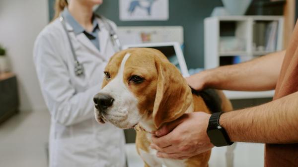 Los perros no solo huelen mejor que nosotros: también podrían ayudar a detectar enfermedades graves - La historia que hizo que la ciencia empezara a tomarse en serio el olfato canino