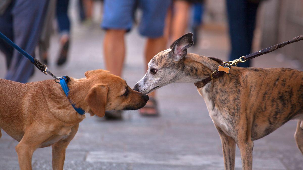 Los perros no solo huelen mejor que nosotros: también podrían ayudar a detectar enfermedades graves